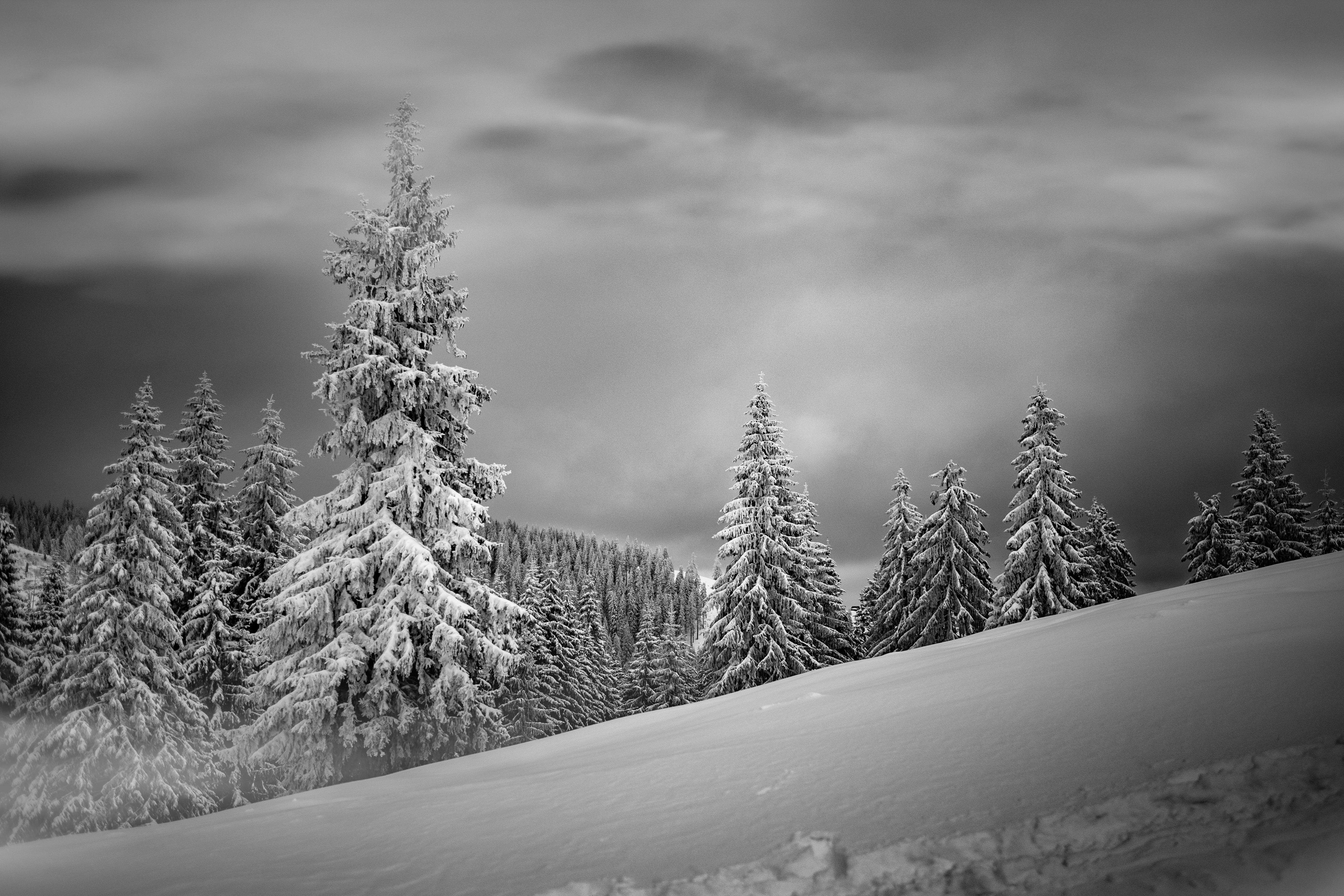 grayscale photo of snow covered mountain and trees